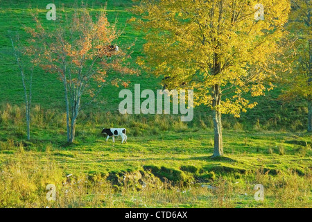 Kalb im späten Nachmittag Licht auf einem Bauernhof in Maine. Stockfoto