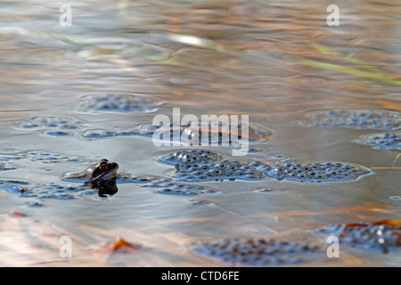 Frosch mit Pilzbrut Moor / Rana Arvalis Stockfoto