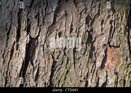 Baumrinde einer Kastanie Stockfoto