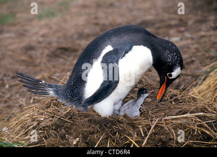 Ein Gentoo Penguin schützt ihre neugeborene Küken in einem Nest auf den Falkland-Inseln im Atlantischen Ozean in der Nähe von Südamerika. Stockfoto