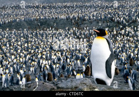 Ein Königspinguin steht über dem anderen flugunfähigen Wasservögel an ihren Nährboden auf South Georgia Island in der so Atlantischen Ozean nahe der Antarktis. Stockfoto