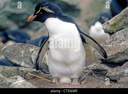 Eine südliche Felsenpinguin sitzt auf einem Ei in einem Nest auf den Falkland-Inseln im Atlantischen Ozean in der Nähe von Südamerika. Stockfoto