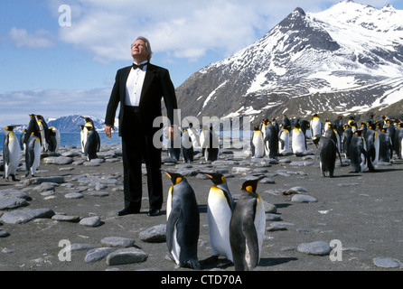 Ein Besucher in die Antarktis Kleider entsprechend in einen Smoking zu imitieren die Königspinguine in Gold Harbor auf South Georgia Island in der so Atlantischen Ozean. Stockfoto