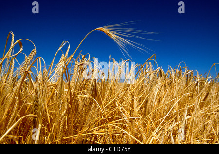 Eine goldene Ähre hebt sich von den blauen Sommerhimmel in einem Weizenfeld in der Nähe von La Grande, Oregon, USA. Stockfoto