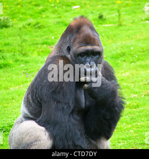 Nahaufnahme von Gorilla (Gorilla Gorilla Gorilla) erwachsenen männlichen westlichen Tiefland Gorilla Silberrücken Primat Affe Silber zurück Stockfoto