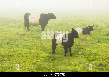 Belted Galloway-Kühe und Kalb Weiden auf Bauernhof Feld Herbst Maine. Stockfoto