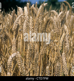 Reife goldenen Ähren Winter an einem feinen Sommertag Stockfoto