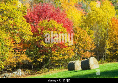 Herbst Heuballen auf Bauernhof in Maine geerntet. Stockfoto