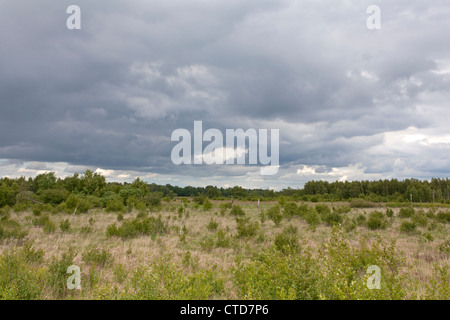 Renaturierte Moor, Deutschland, Europa Stockfoto