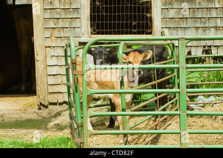 Jungen Kalb im Zaun Stift auf Bauernhof Sommer Maine. Stockfoto