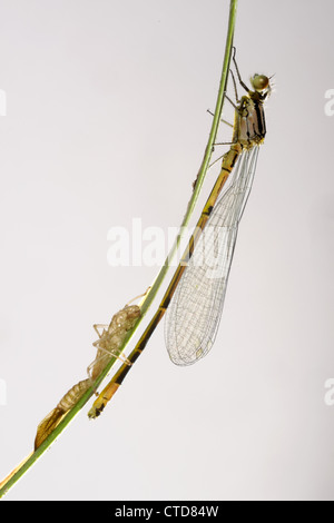 Neu entstanden Azure Damselfly Coenagrion Puella auf einem Blatt mit seiner exuvia Stockfoto