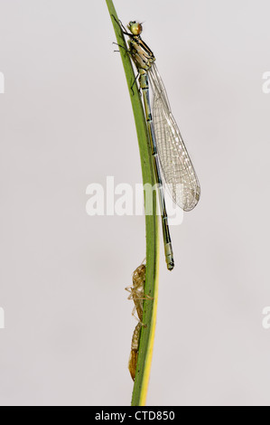 Neu entstanden Azure Damselfly Coenagrion Puella auf einem Blatt mit seiner exuvia Stockfoto