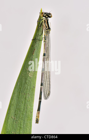 Neu entstanden Azure Damselfly Coenagrion Puella auf einem Blatt-Farbe noch in der Entwicklung Stockfoto