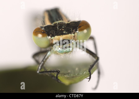 Leiter der neu entstandenen Azure Damselfly Coenagrion Puella Facettenaugen und Ozellen zeigen Stockfoto