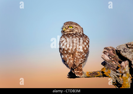 Kleine Eule; Athene Noctua; Katalonien; Spanien Stockfoto