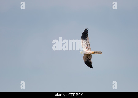 Wiesenweihen; Circus Pygargus; Männlich; Spanien; im Flug Stockfoto