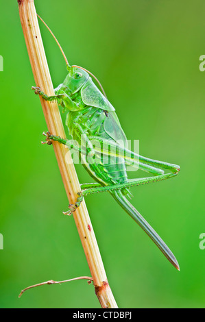 Große grüne Bush Cricket Nymphe Stockfoto