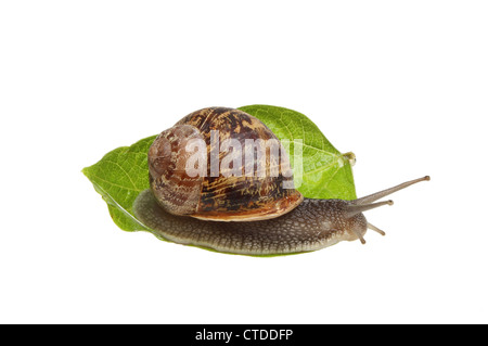 Gemeinsamen braun Garten Schnecke auf einem Blatt isoliert gegen weiß Stockfoto