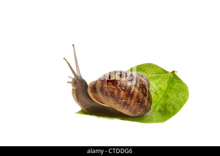 Gemeinsamen braun Garten Schnecke auf einem Blatt isoliert gegen weiß Stockfoto