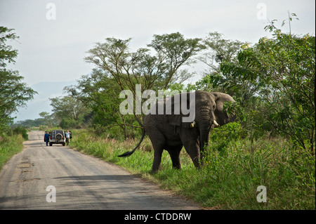 Elefant, FARDC, Mushake, demokratische Republik Kongo Stockfoto