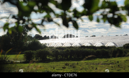 LANDWIRTSCHAFTLICHEN FOLIENGEWÄCHSHÄUSERN TUNNEL ABGEBILDET IN LÄNDLICHEN EINSTELLUNG IN STAFFORDSHIRE RE BAUGENEHMIGUNG LANDSCHAFT LANDSCHAFT UK Stockfoto