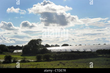 LANDWIRTSCHAFTLICHEN FOLIENGEWÄCHSHÄUSERN TUNNEL ABGEBILDET IN LÄNDLICHEN EINSTELLUNG IN STAFFORDSHIRE RE BAUGENEHMIGUNG LANDSCHAFT LANDSCHAFT UK Stockfoto