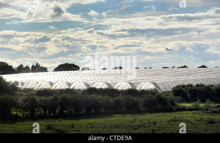 LANDWIRTSCHAFTLICHEN FOLIENGEWÄCHSHÄUSERN TUNNEL ABGEBILDET IN LÄNDLICHEN EINSTELLUNG IN STAFFORDSHIRE RE BAUGENEHMIGUNG LANDSCHAFT LANDSCHAFT UK Stockfoto