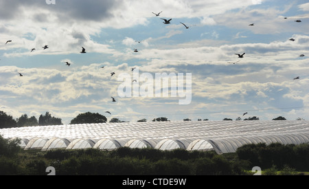 VÖGEL ÜBER TUNNEL FOLIENGEWÄCHSHÄUSERN ABGEBILDET IN LÄNDLICHEN EINSTELLUNG IN STAFFORDSHIRE RE BAUGENEHMIGUNG LANDSCHAFT LANDSCHAFT UK Stockfoto