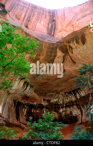 Double Arch Alkoven auf Taylor Creek Trail in Kolob Canyons im Zion Nationalpark, Utah Stockfoto