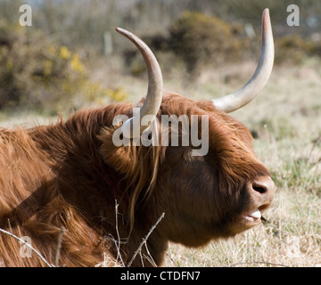 Hochlandrinder Stockfoto