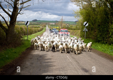 Schafe, die Sperrung der Straße nicht zu lassen, keine Autos, Fahrräder oder Autofahrer passieren. England-UK. Stockfoto