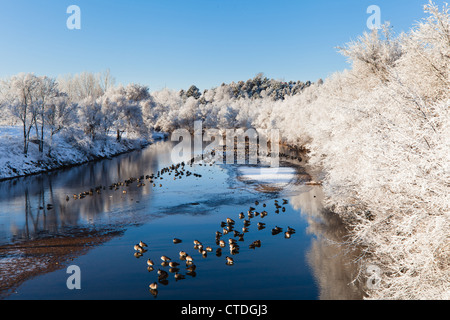 Gänse ruhen auf den South Platte River in der Nähe von Ruby Hill Park in Denver, Colorado USA Stockfoto