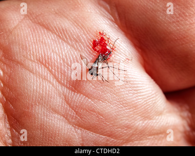 Makro-Ansicht einer zertrümmerten Mücke voller Blut auf eine Palme. Stockfoto