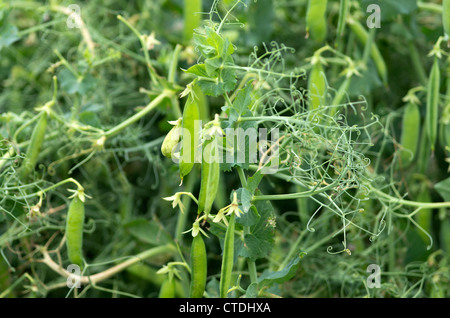 Erbse Pläne Pisum Sativum in einem Feld angebaut Stockfoto