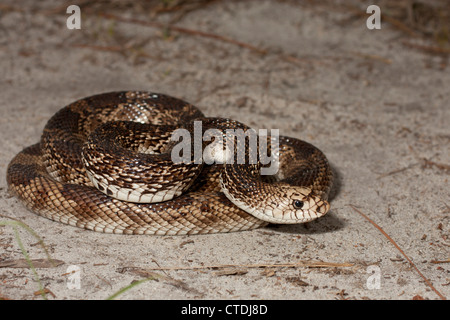 Florida Pine snake Stockfoto