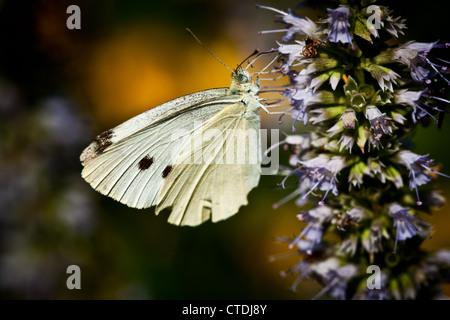 Kohl weiß Schmetterling (Artogeia Rapae), Inniswood Metro Gärten, Westerville, Ohio. Stockfoto