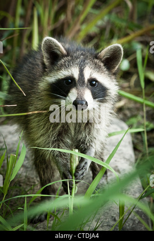 Juvenile Waschbär (Procyon Lotor), Inniswood Metro Gärten, Westerville, Ohio. Stockfoto