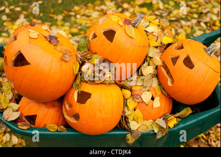 Geschnitzte Kürbisse beginnt zu zerfallen in eine Schubkarre mit Herbstlaub Stockfoto