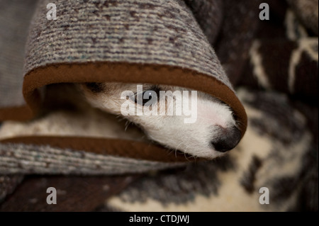 Jack Russell Terrier unter decken versteckt Stockfoto