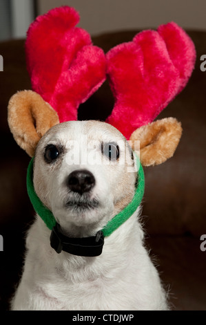 Jack Russell Terrier trägt Rentier-Ohren im Inneren sitzend. Stockfoto