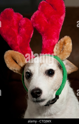 Jack Rrussell Terrier tragen Rentier Ohren innen sitzen Stockfoto