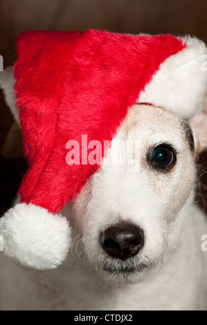 Jack Russell Terrier trägt Weihnachtsmütze Porträt Interieur. Stockfoto