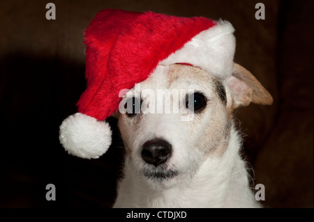 Jack Russell Terrier trägt Weihnachtsmütze Porträt Interieur. Stockfoto