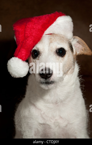 Jack Russell Terrier trägt Weihnachtsmütze Porträt Interieur. Stockfoto