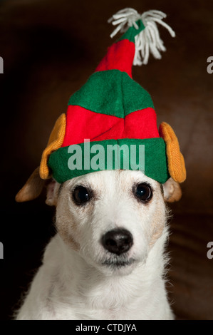 Jack Russell Terrier tragen Elf Ohren Porträt Stockfoto