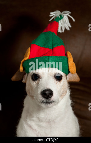 Jack Russell Terrier tragen Elf Ohren Porträt Stockfoto