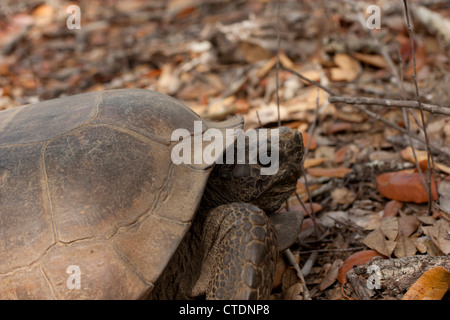 Gopher Schildkröte - Gopherus polyphemus Stockfoto