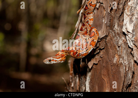 Kornnatter - Pantherophis Guttatus vertikal auf Kiefer Stockfoto