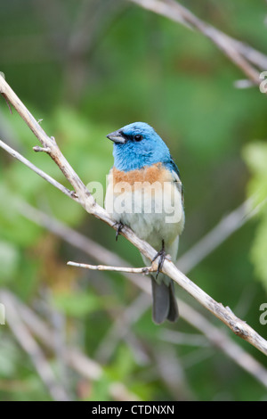 Lazuli Bunting Bird songbird hoch oben - senkrecht Stockfoto