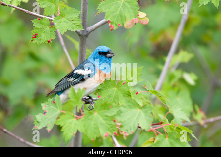 Lazuli Bunting Bird songbird hoch oben in Maple Tree Stockfoto